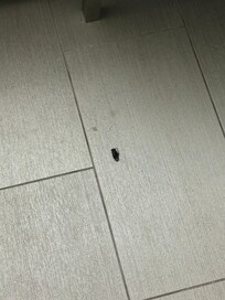 Roach / bugs in room