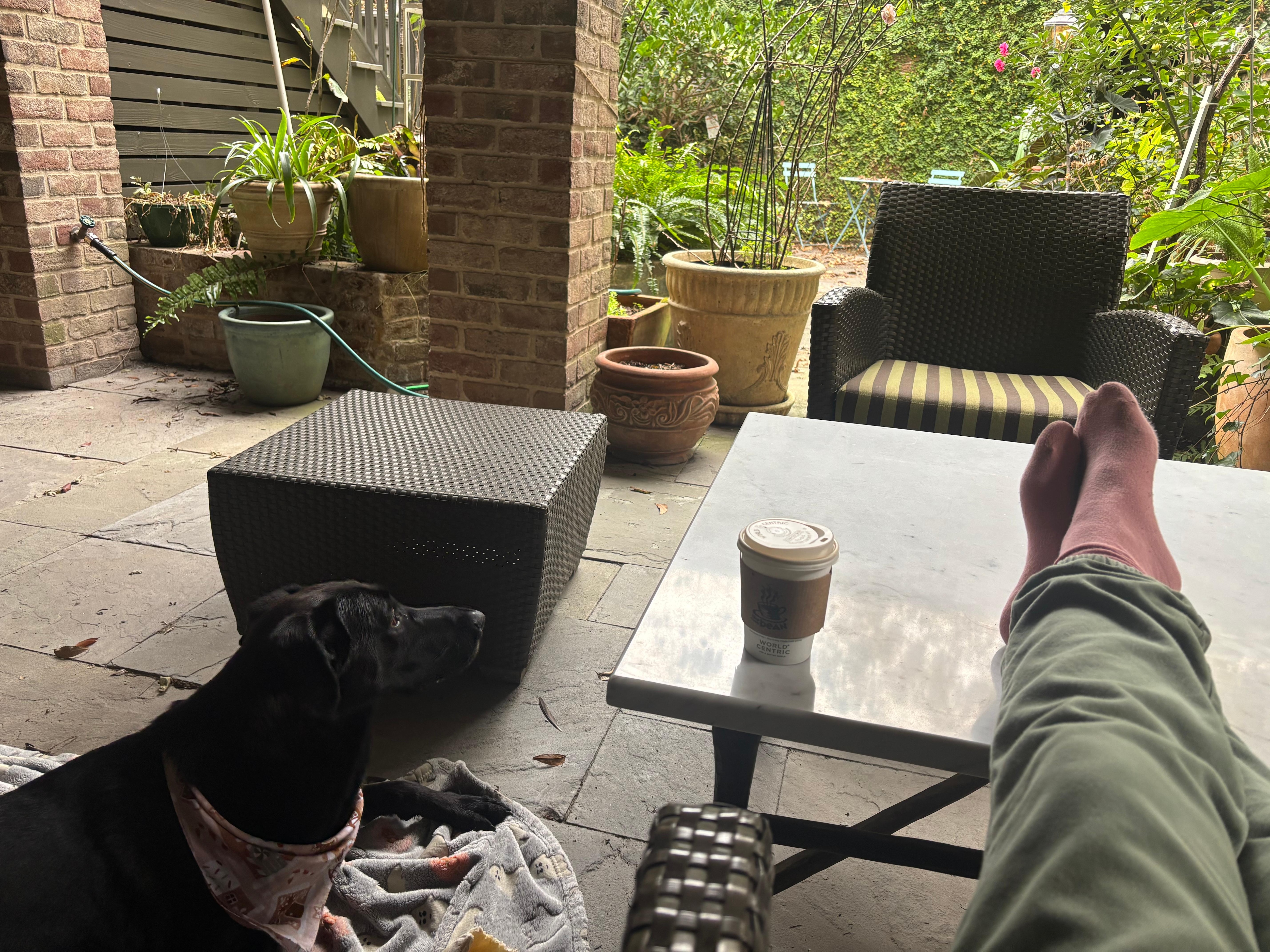 So peaceful out back, bird tweeting and peeking kitties. 