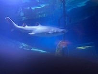 Aquarium sharks