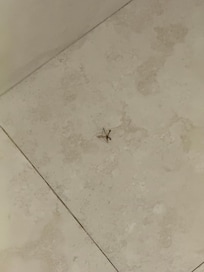 At first a few bugs seemed ok..