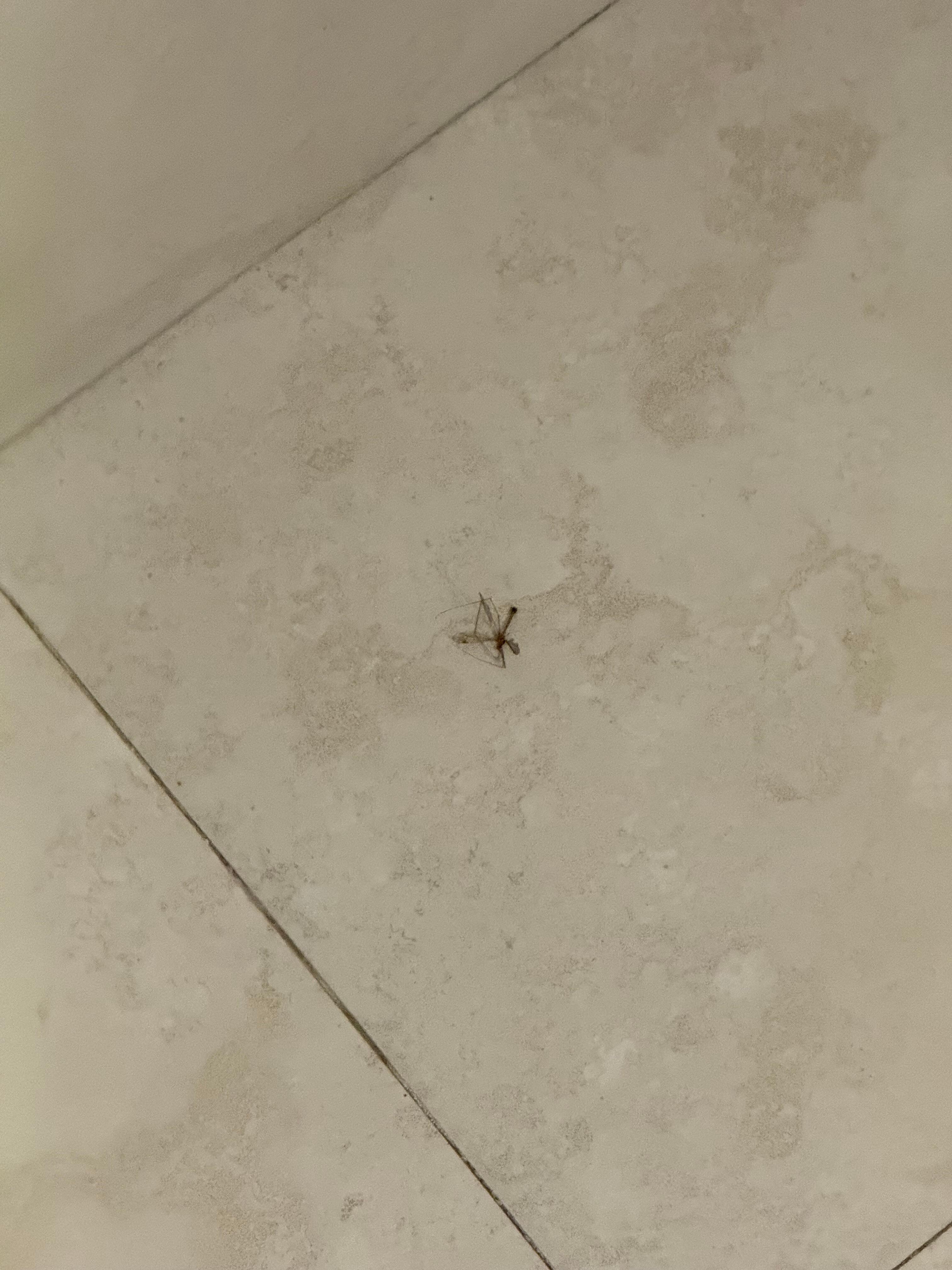At first a few bugs seemed ok..