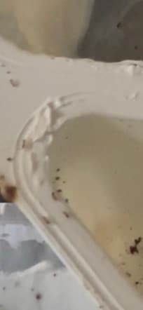 Ants all over my son’s yogurt on the kitchen table. They were also all over the front bathroom.