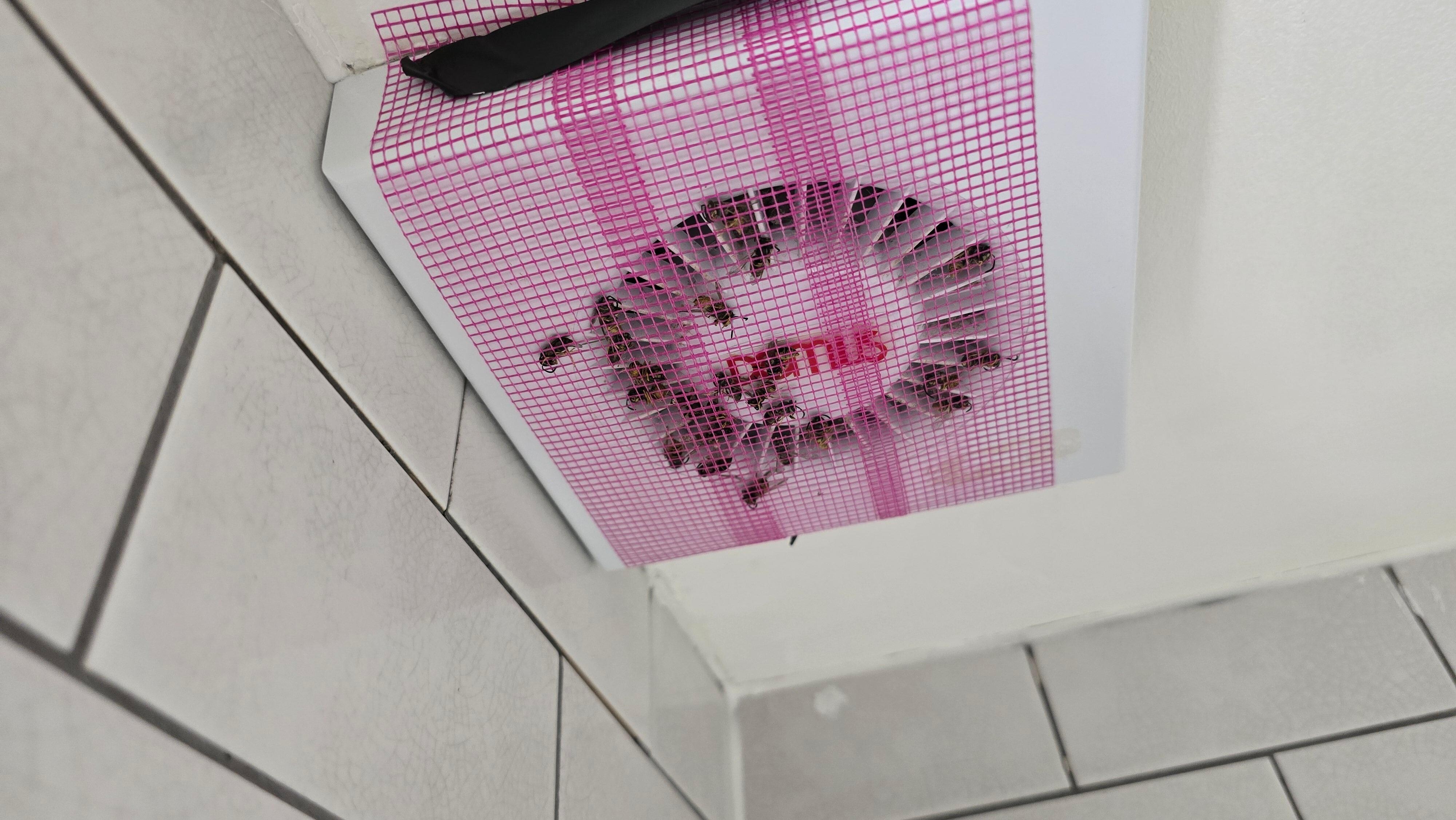 Extractor fan full of dead insects