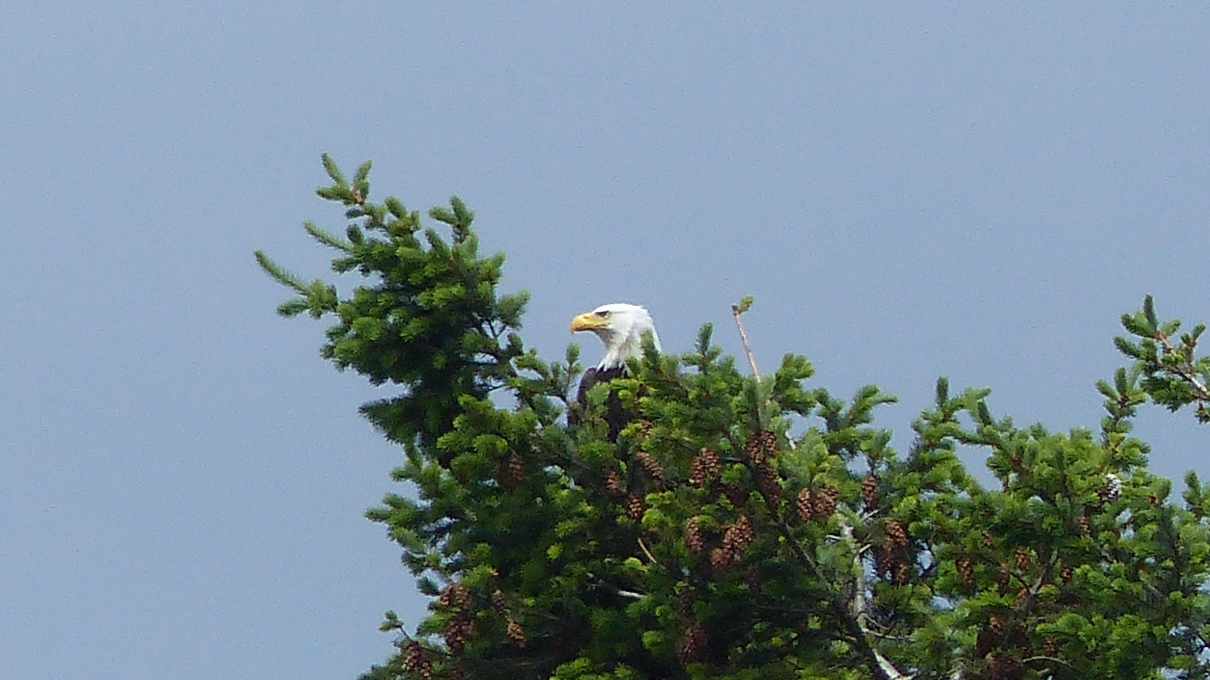 Our resident Bald eagle