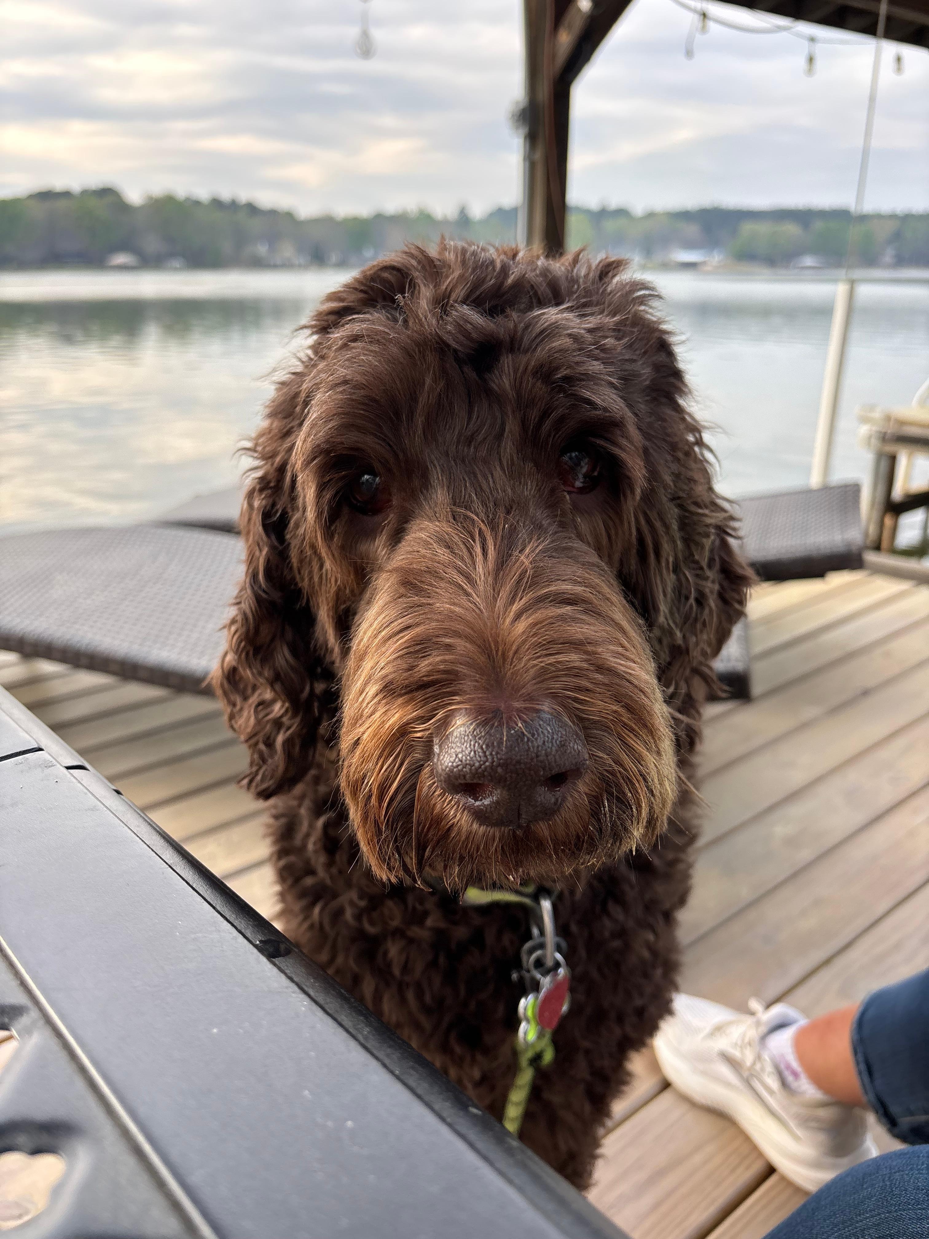 Apollo enjoys the Dock!