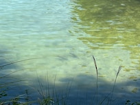 Large Bass