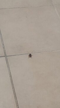 Live roach in bathroom
