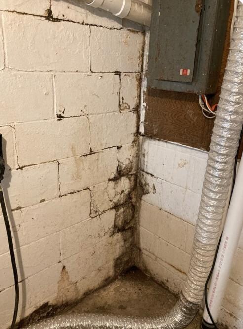 Black mold on walls