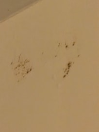 MOLD ABOVE SHOWER