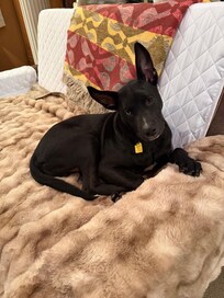 We brought furniture covers.