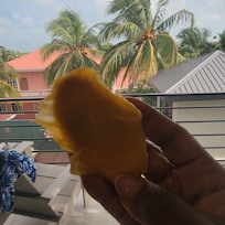 Delicious mango.