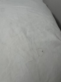 I almost gagged when I found this on the pillow below the top one.