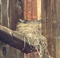 Mrs. Robin in barn at Cobb Meadow Rd
