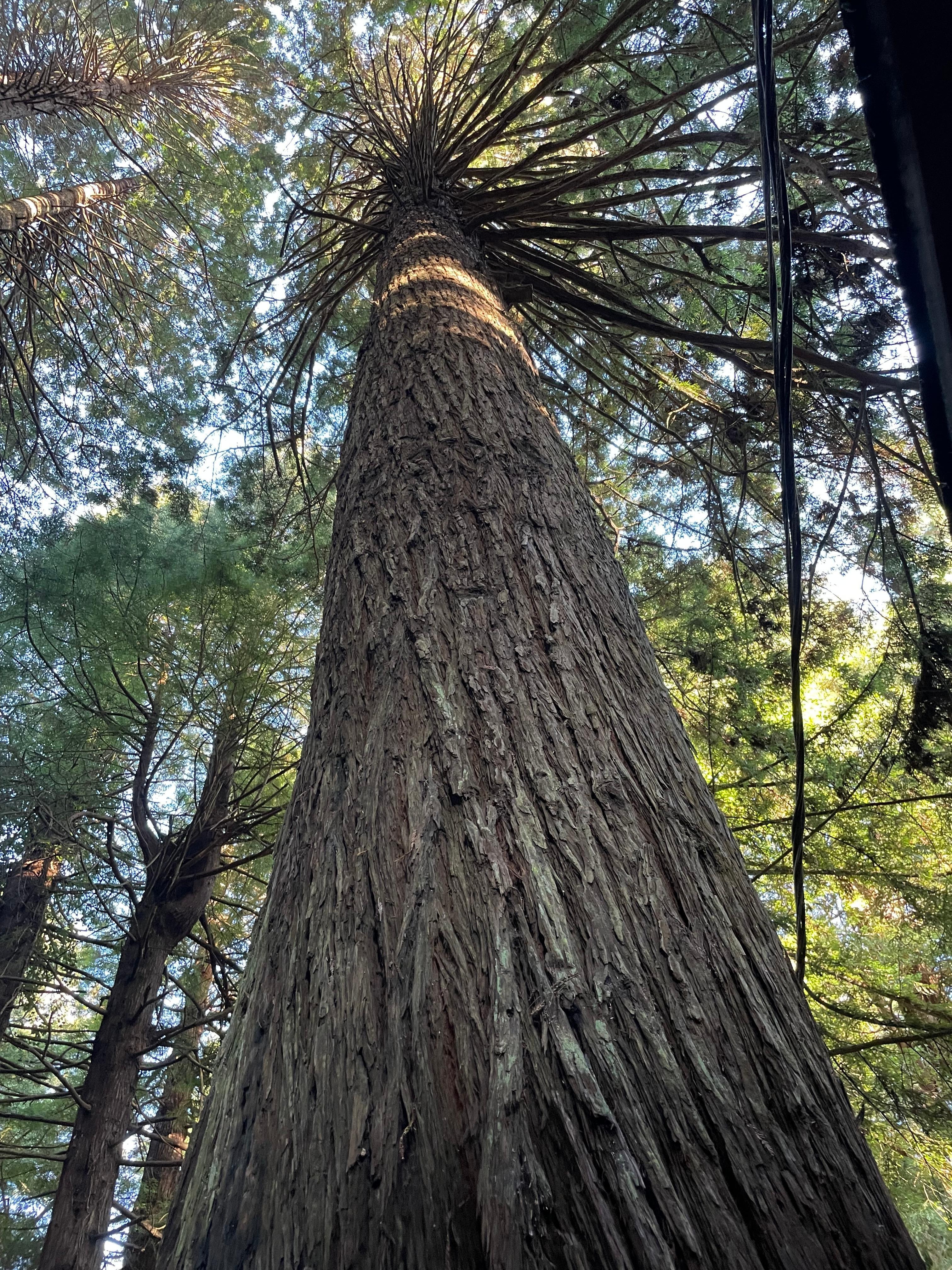 Tree growing through patio