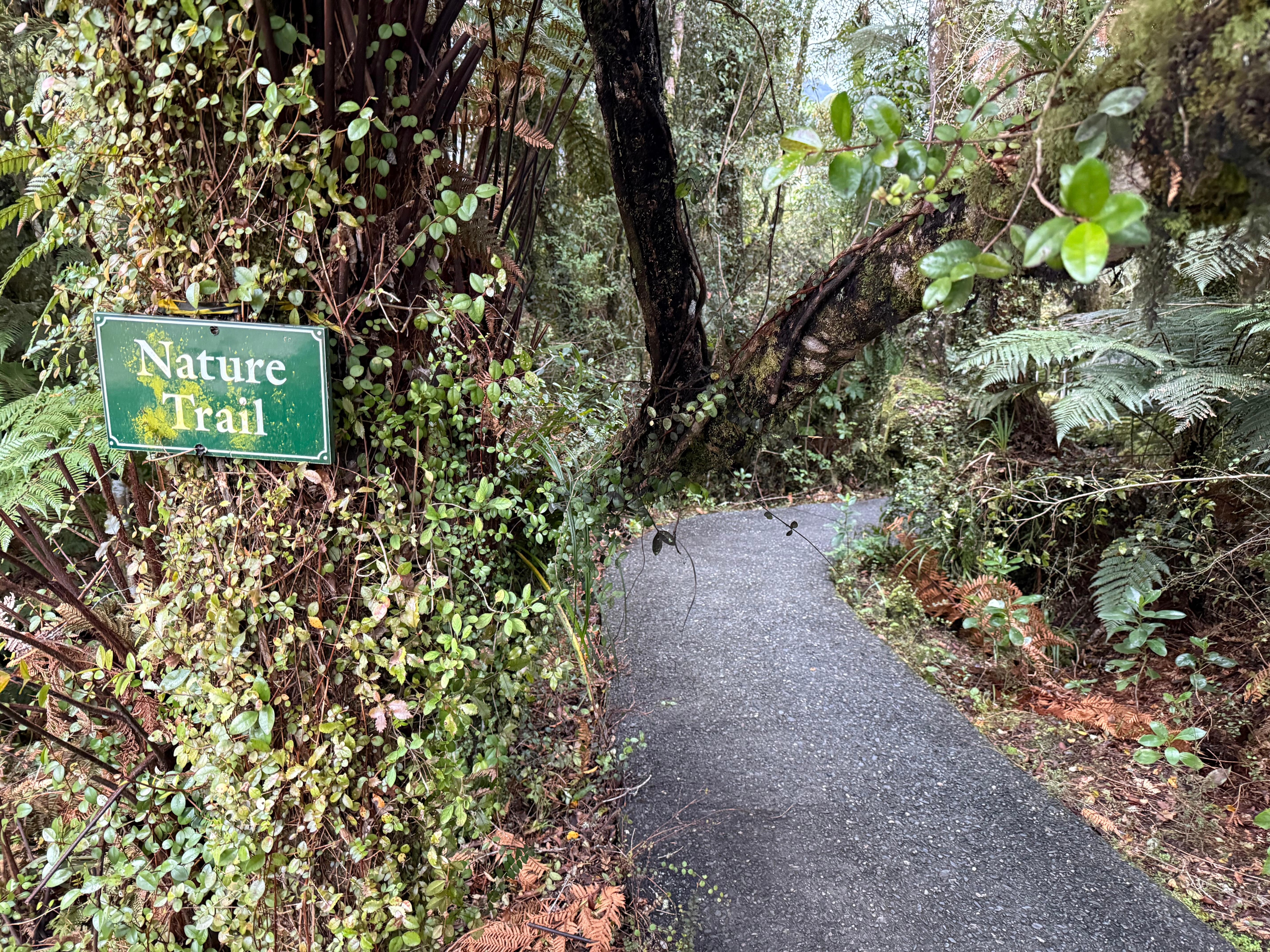 Nature trail at Rainforest Retreat