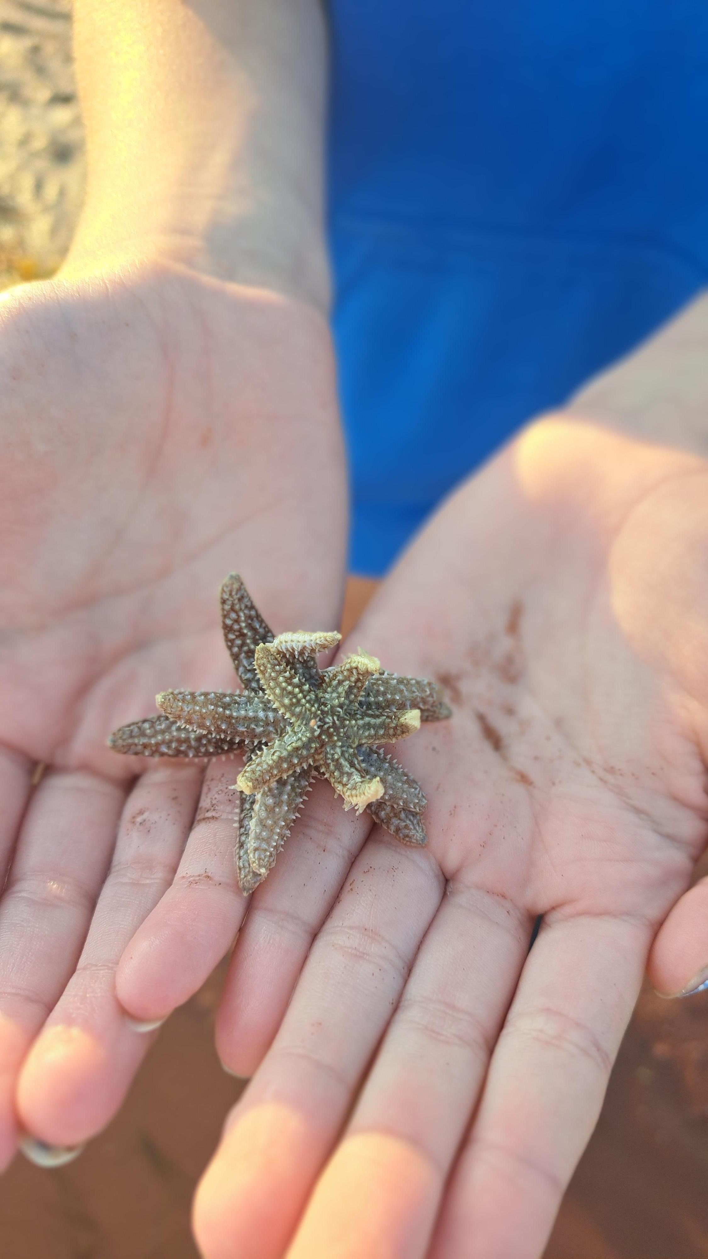 Starfish at low tide 