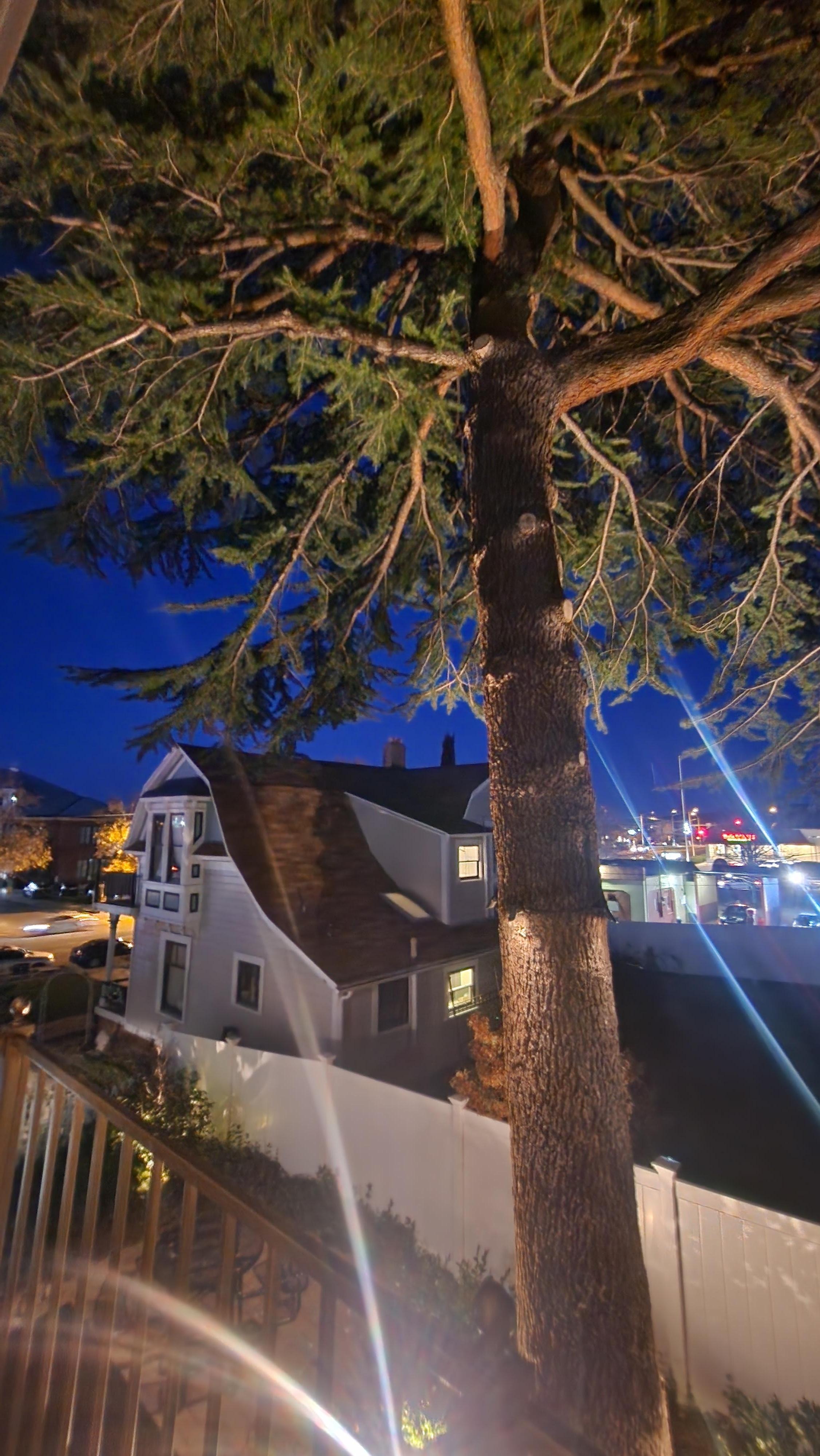 Beautiful tree out back