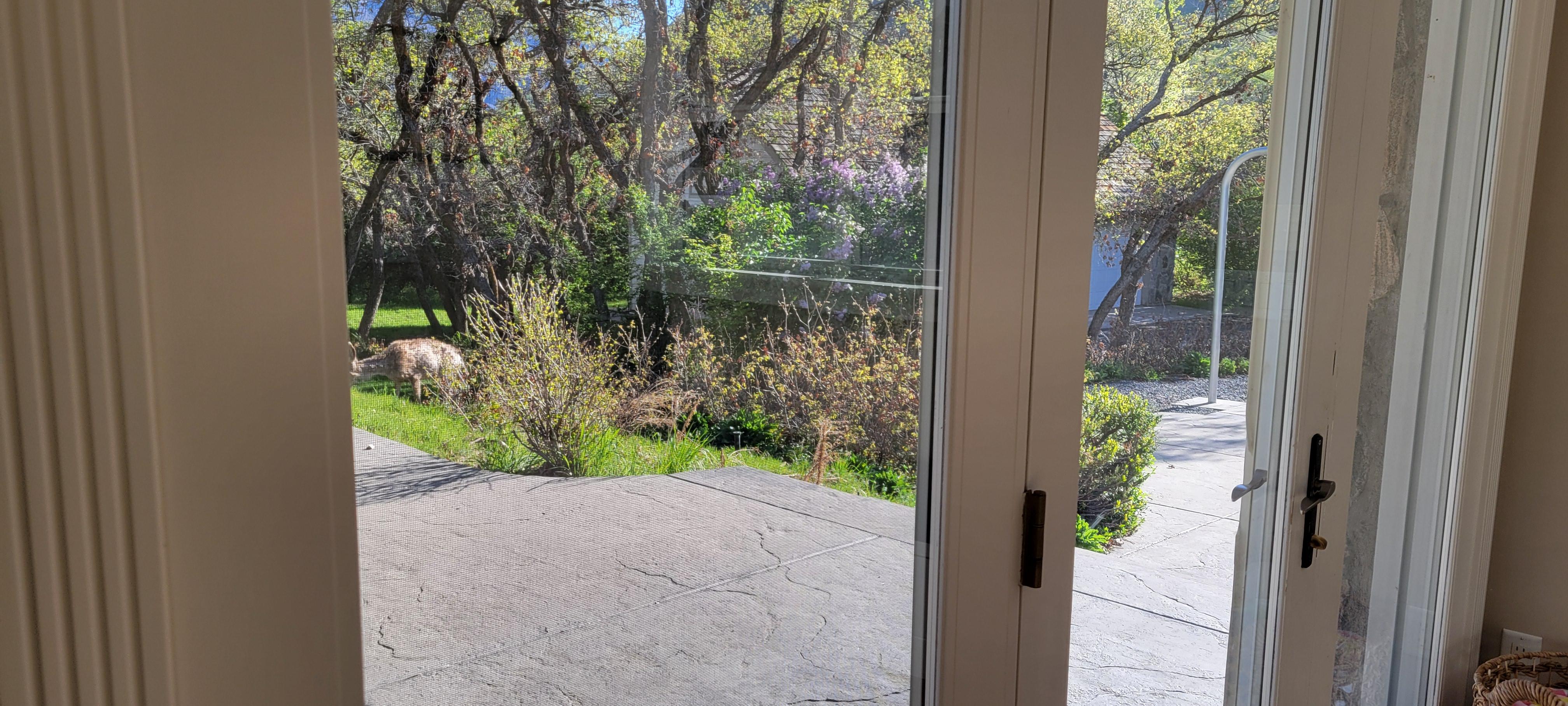 Deer in the backyard in the morning. 