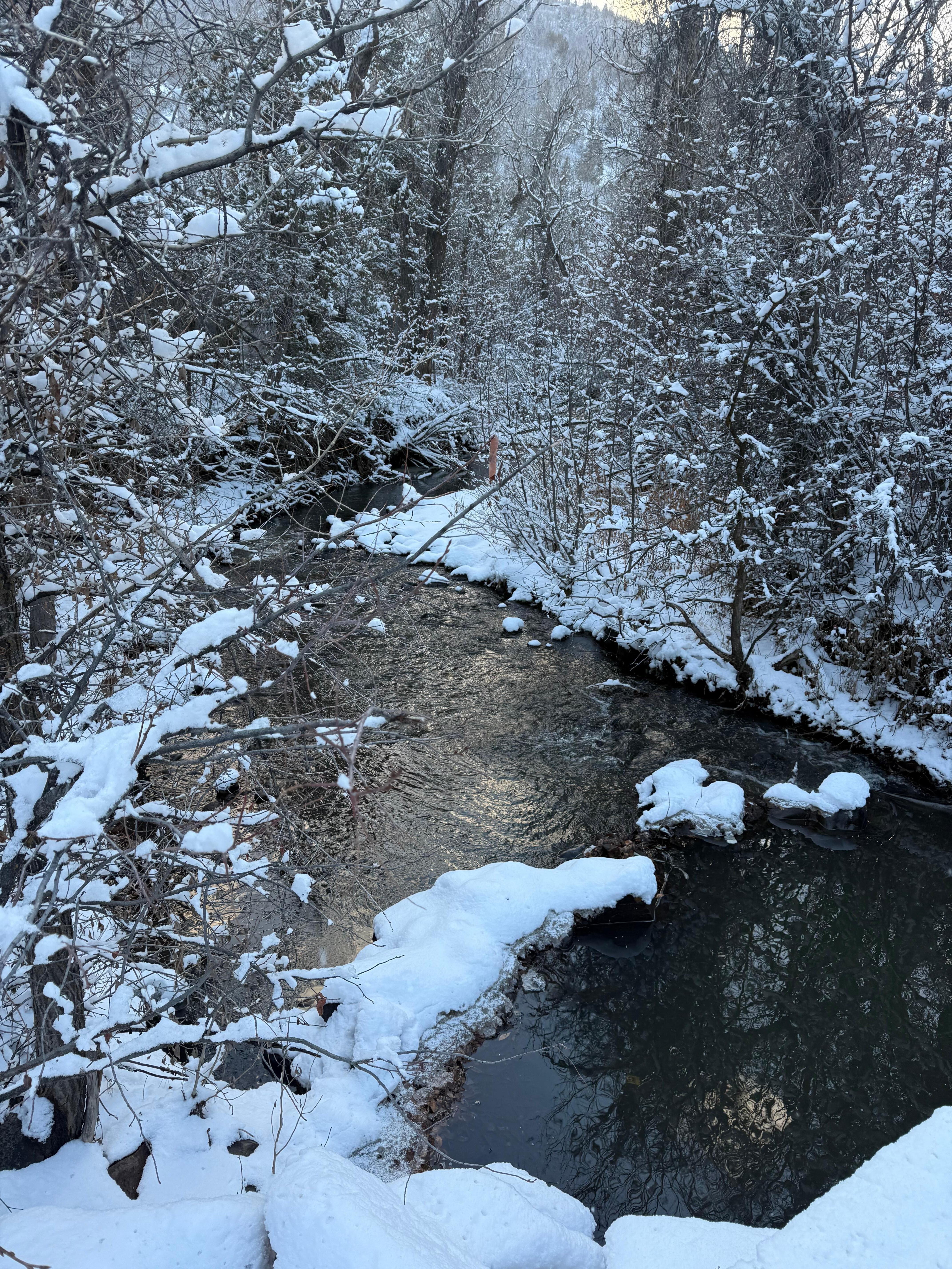 This is the creek a few steps from the back of the house. 