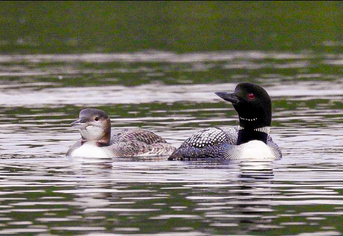 Loved seeing the family of loons on the lake!