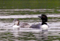 Loved seeing the family of loons on the lake!