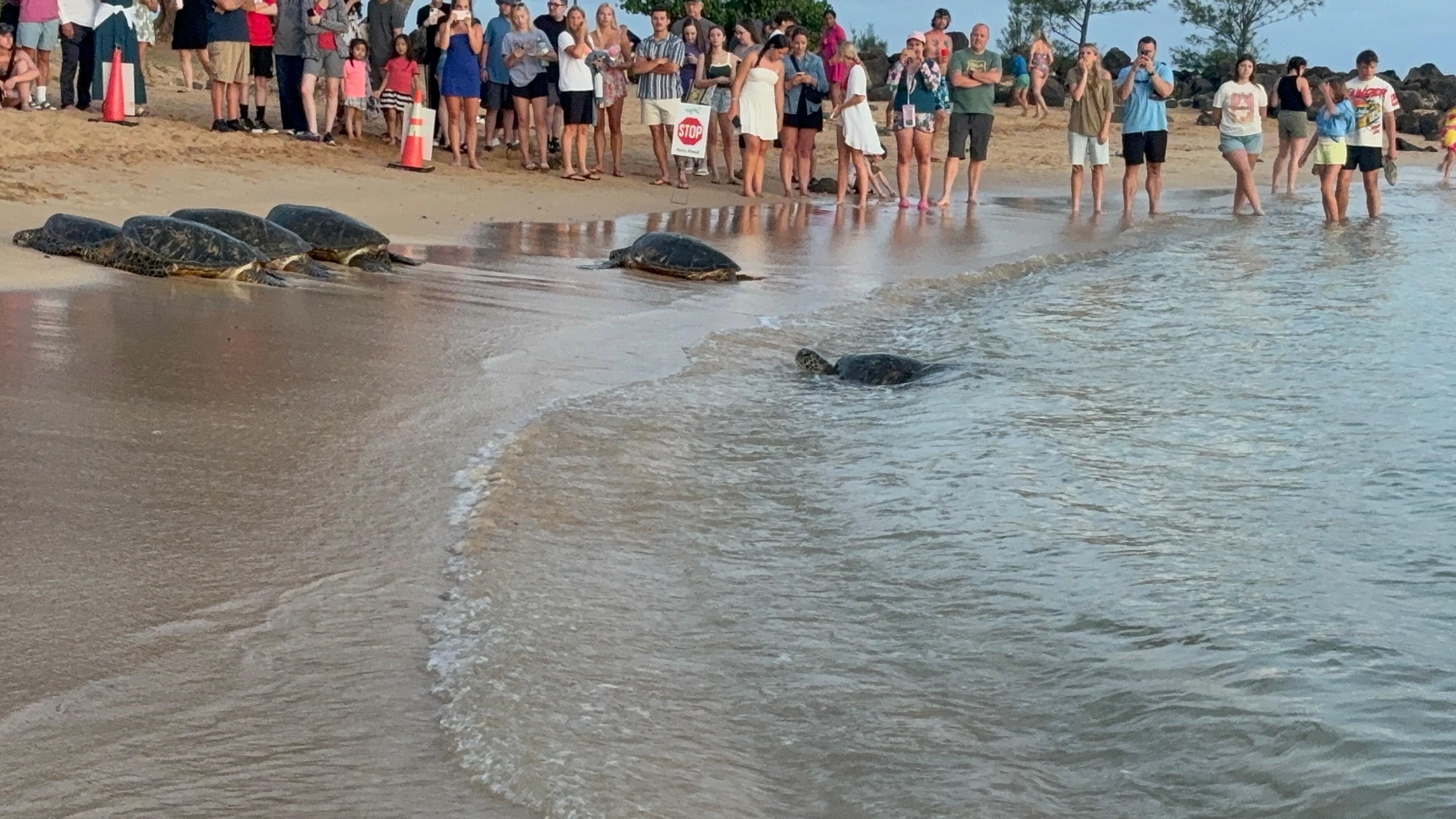 Poipu Beach Park just  before sunset, the turtles come up on shore! 