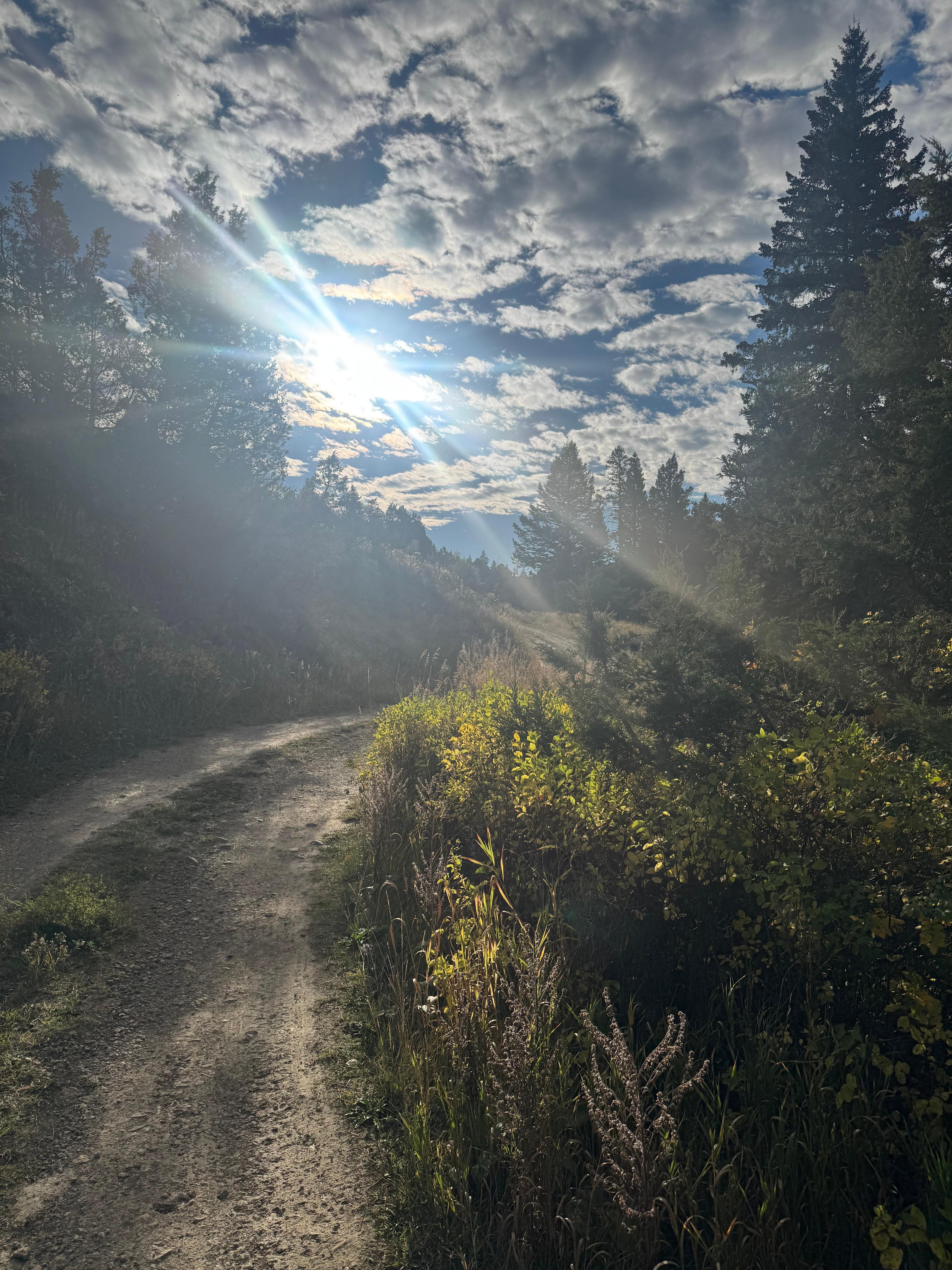 The driveway up from the cabin. Absolutely beautiful!!