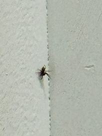 Spider, crickets and beetles in house