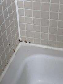 Schimmel und Haare in der Dusche