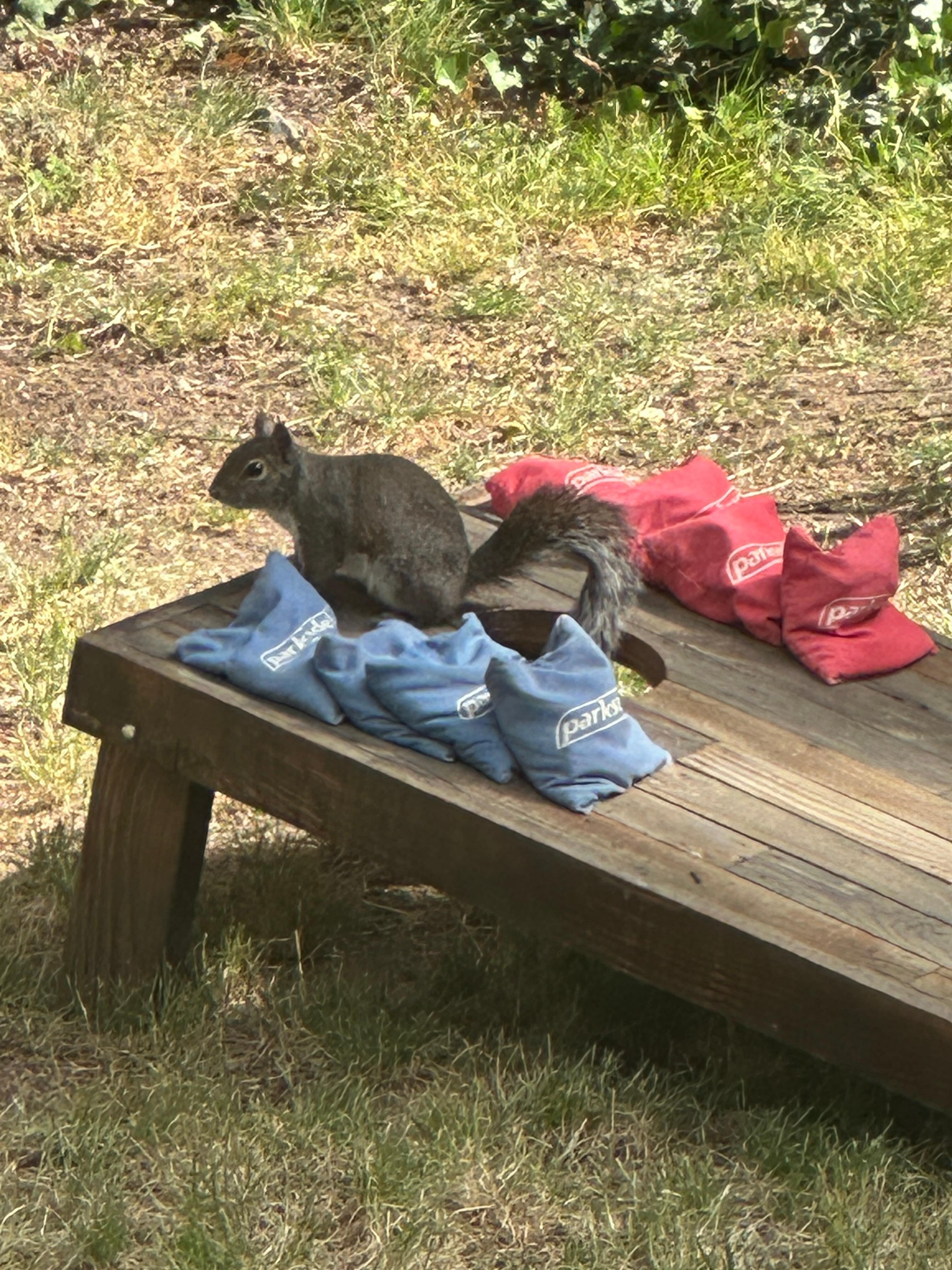Morning Visitor. I caught him playing cornhole.