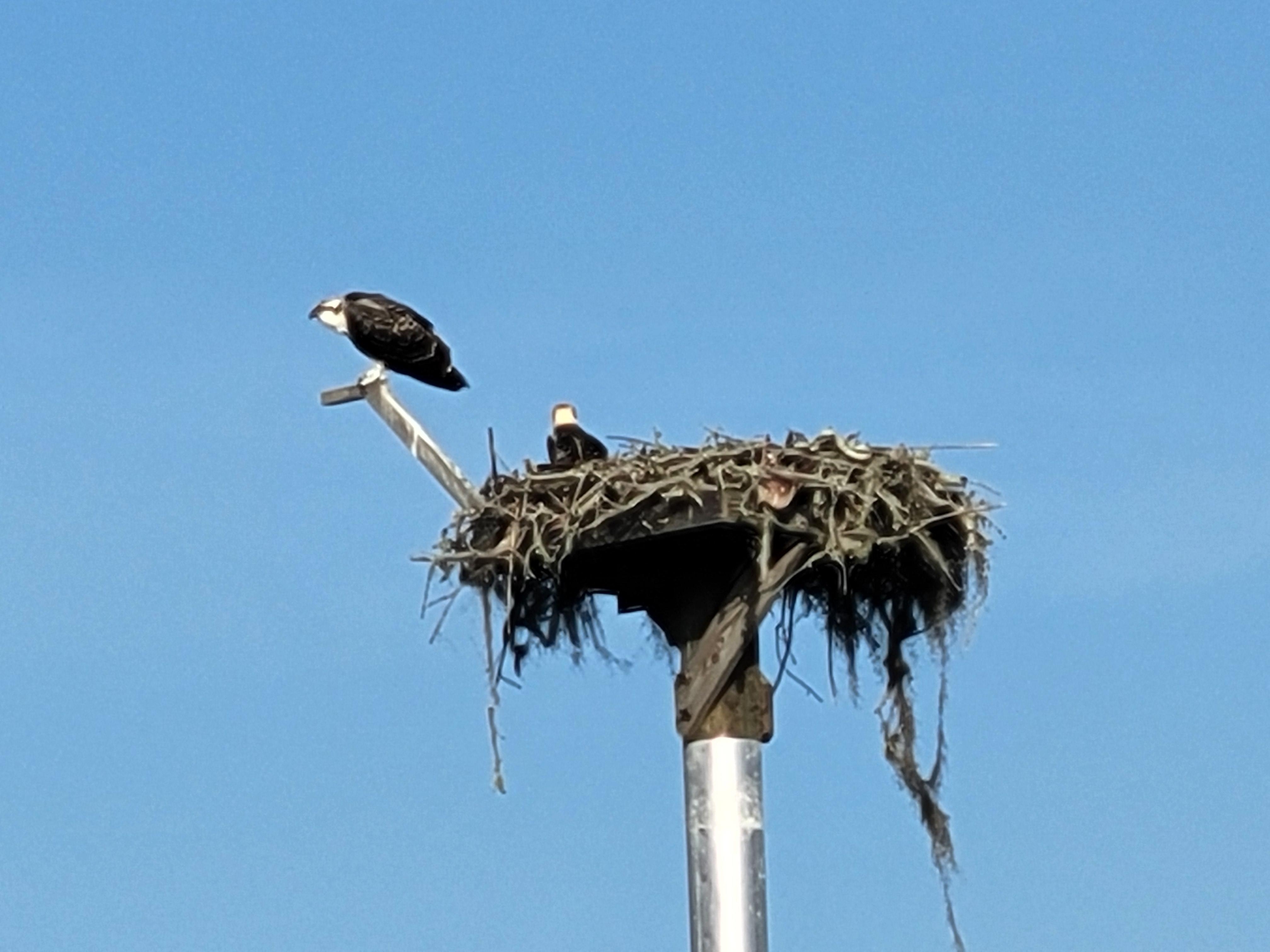 Guy Harvey parking lot Osprey nest.