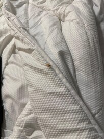 Roach on bed