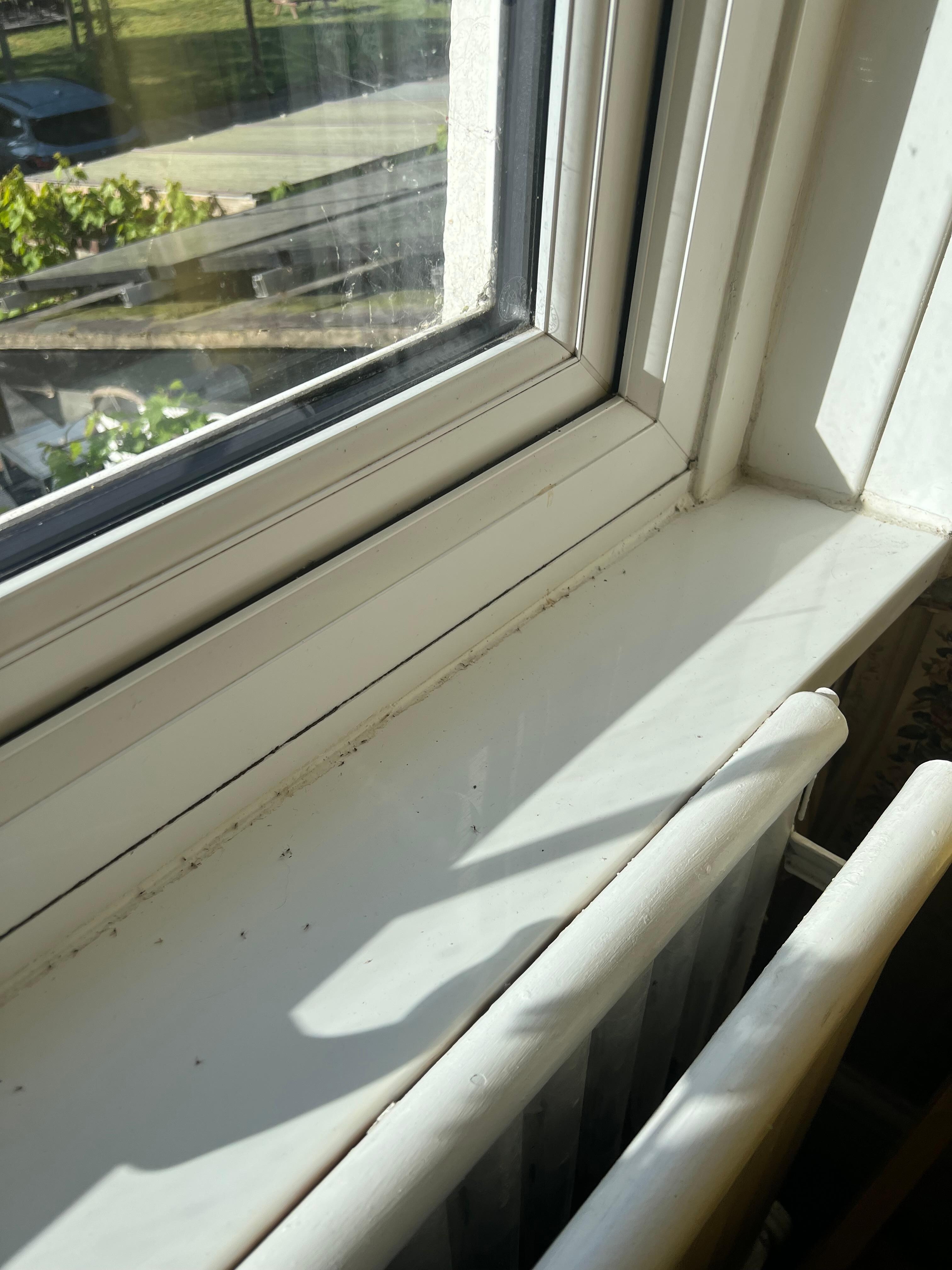 Windowsills dirty
