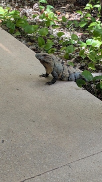 One of the many animals we encountered in it's natural habitat. Don't be afraid of the coatis as well!