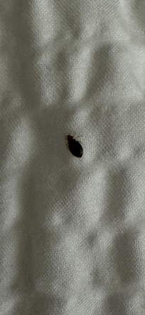 Bugs in bed