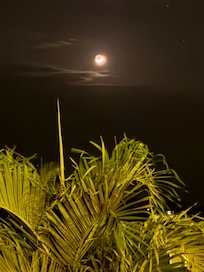 Evening moon