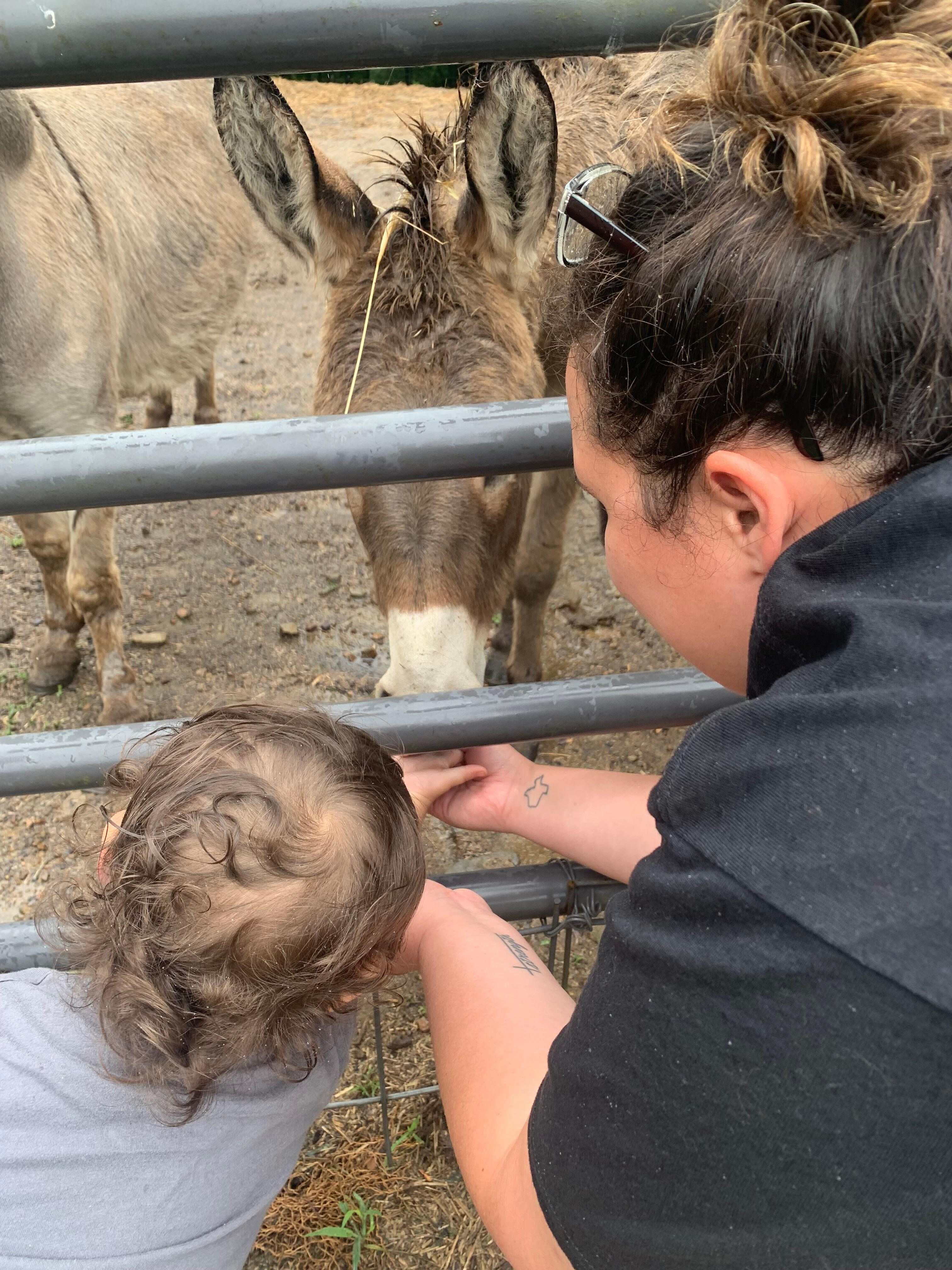 Daughter and grandson feeding the donkeys. 