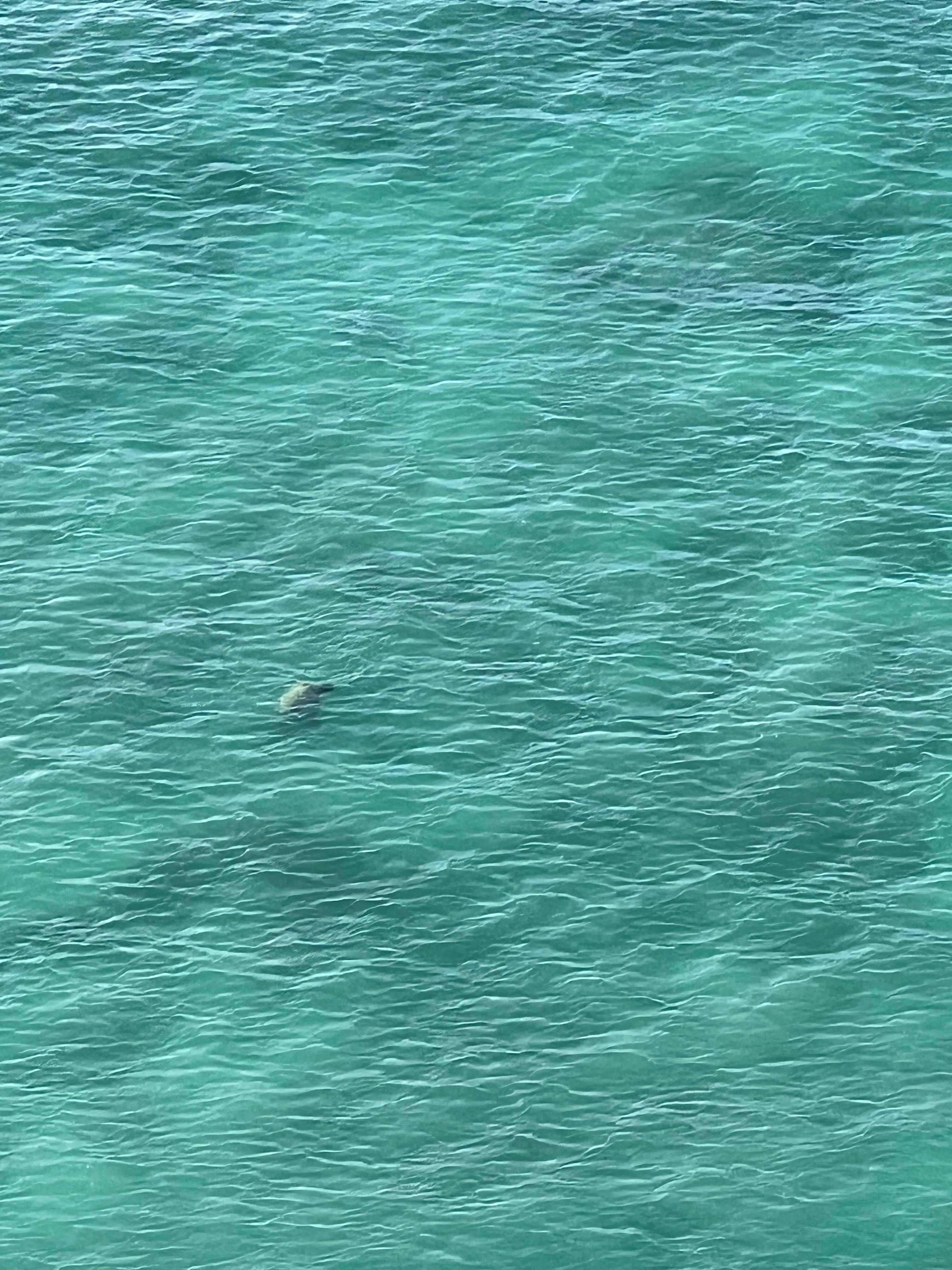 Turtle right in the ocean in front of the infinity pool! Took this from my balcony! 