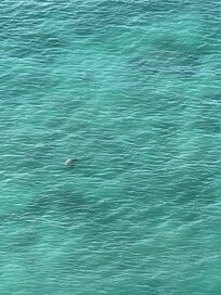 Turtle right in the ocean in front of the infinity pool! Took this from my balcony!