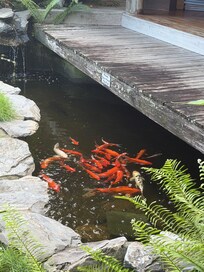 The Koi pond