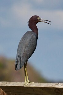 From a pier in Hernando, Florida about 15 minutes from the Perfect Getaway rental.