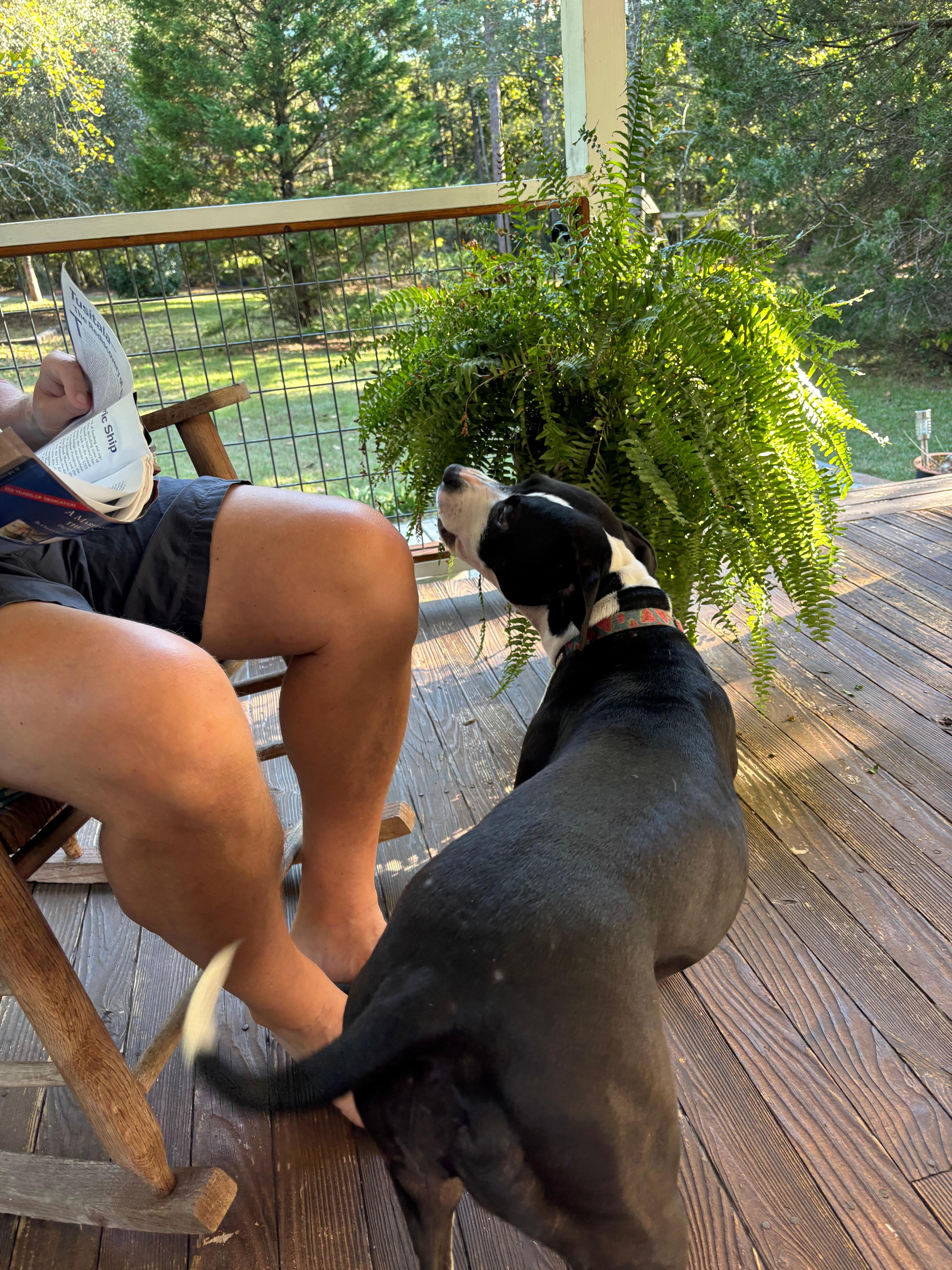 A very friendly visit from the family dog!