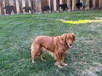 Dog friendly yard
