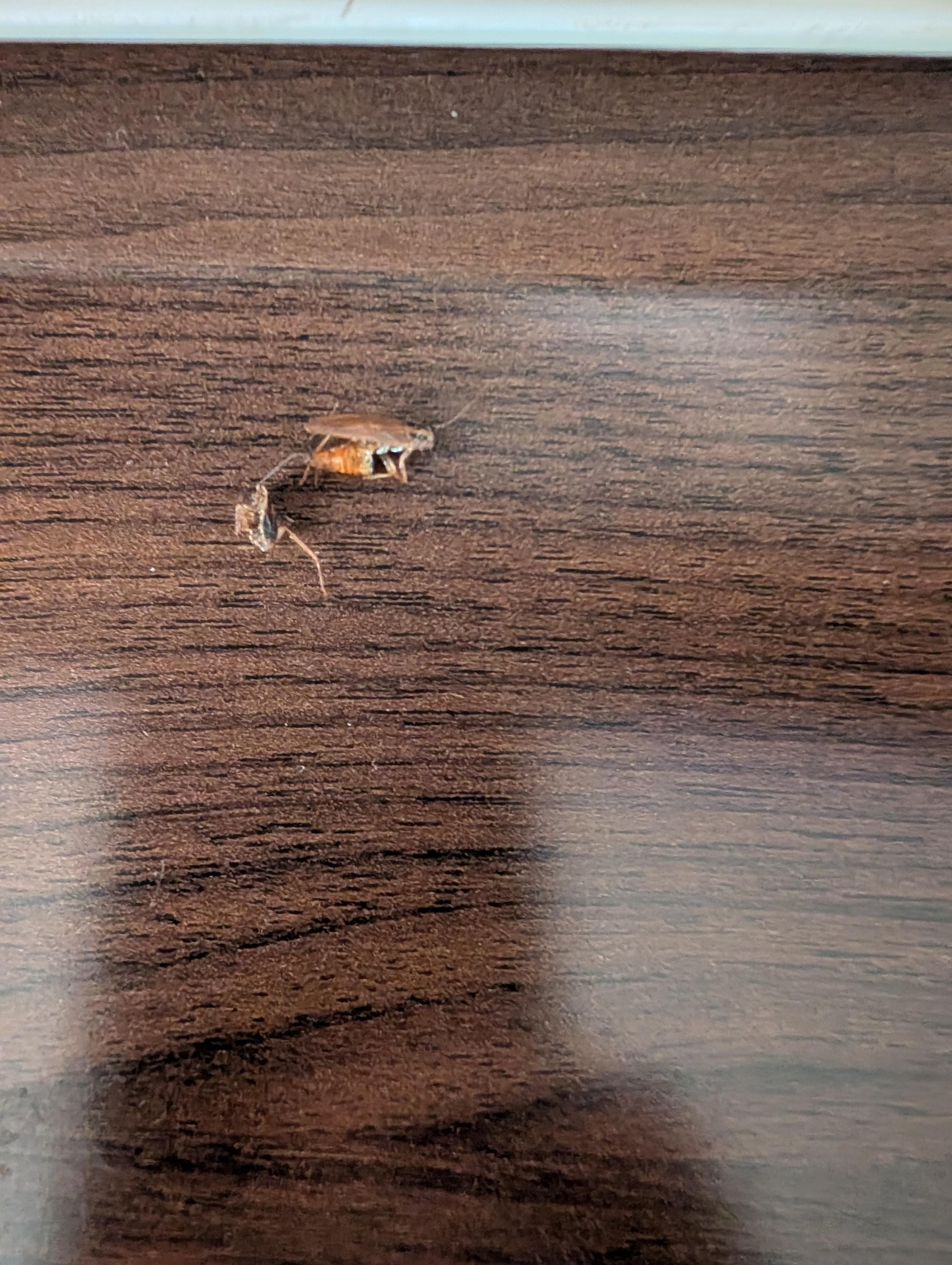 These are 2 of the roaches I killed at the Desk while I was eating my dinner.