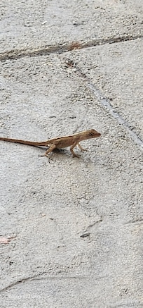 A lil friend