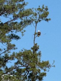 Bald eagle