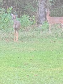 We had deer come out to the feeder every morning around 7:05 am