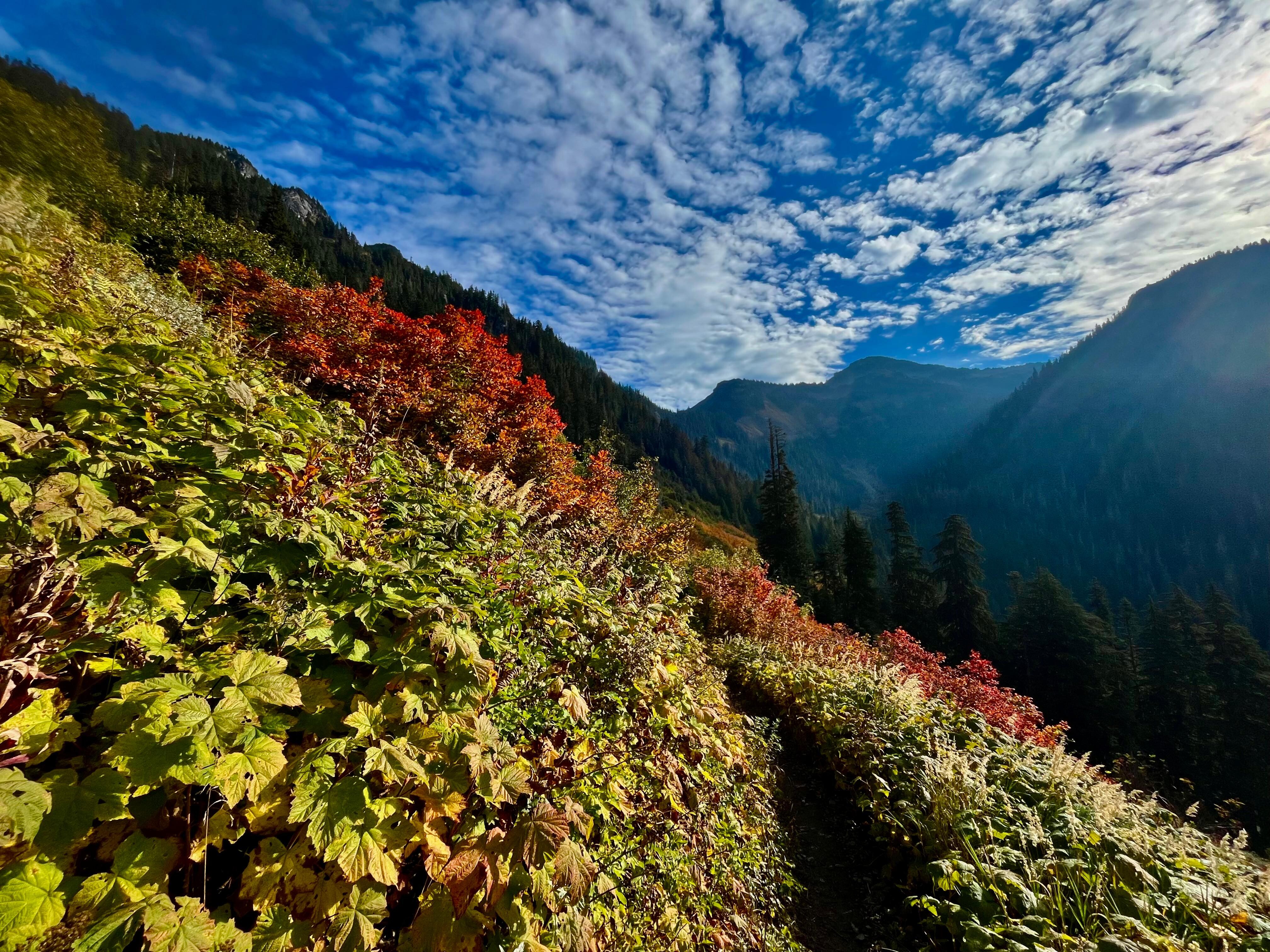 Yellow Aster Butte trail