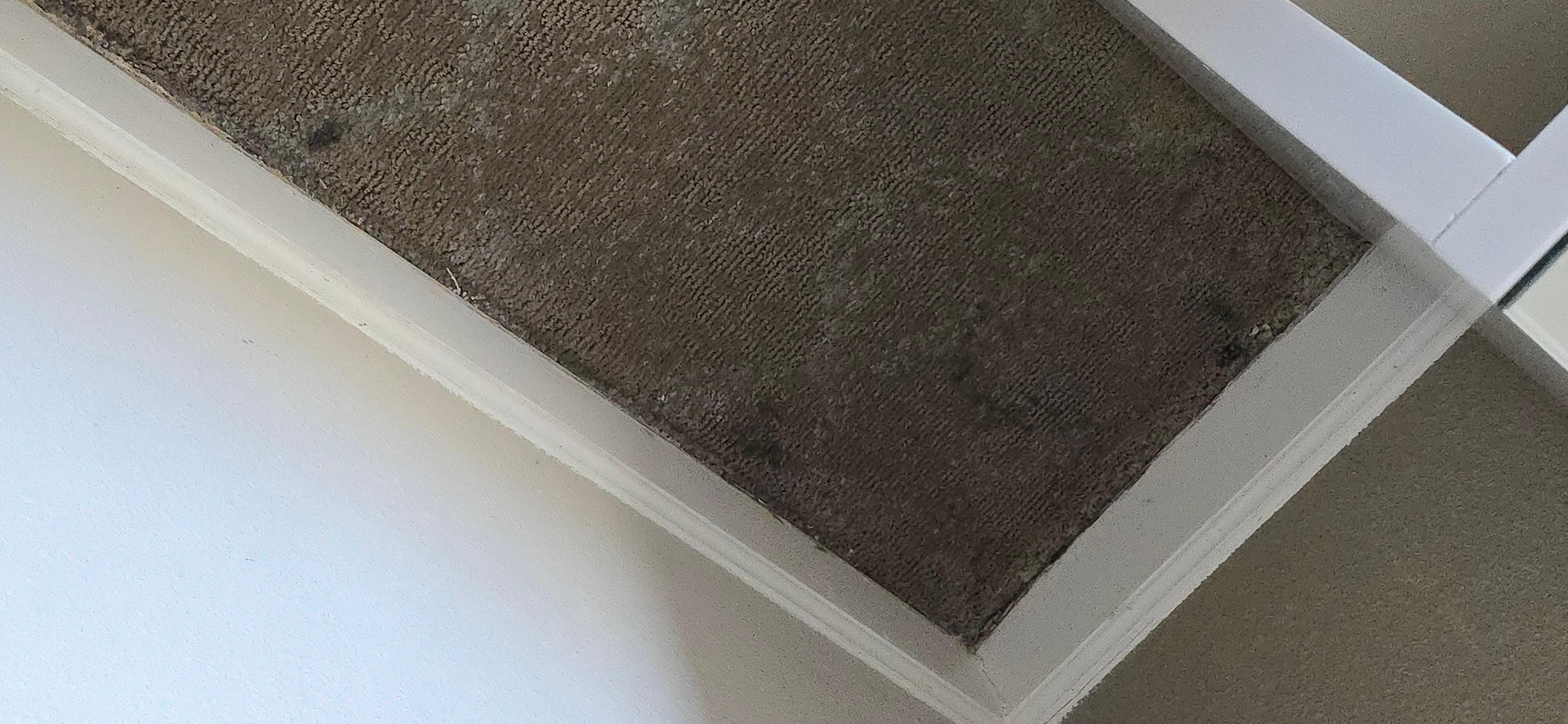 Mold and the carpet is coming up