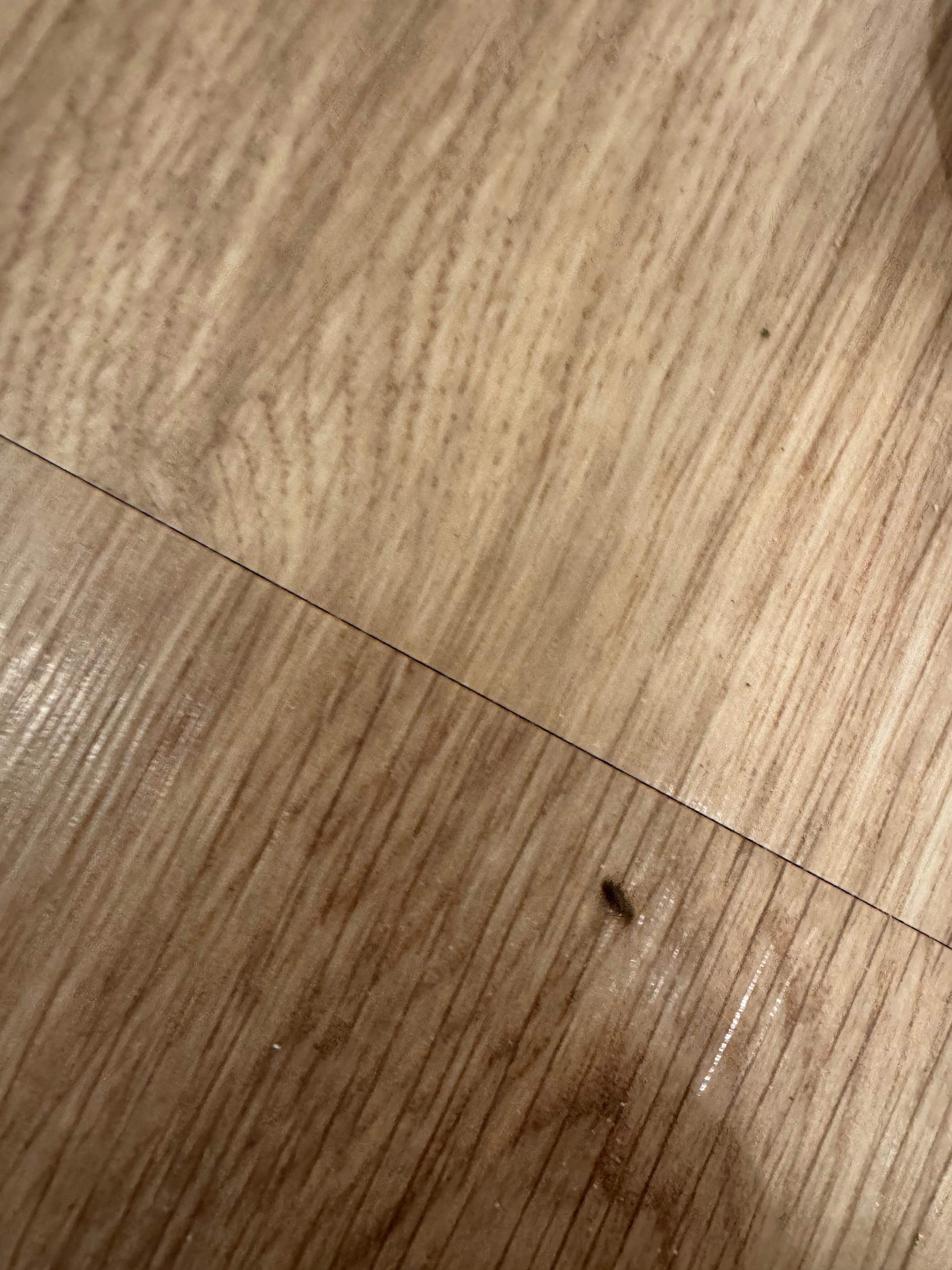 Small roaches 